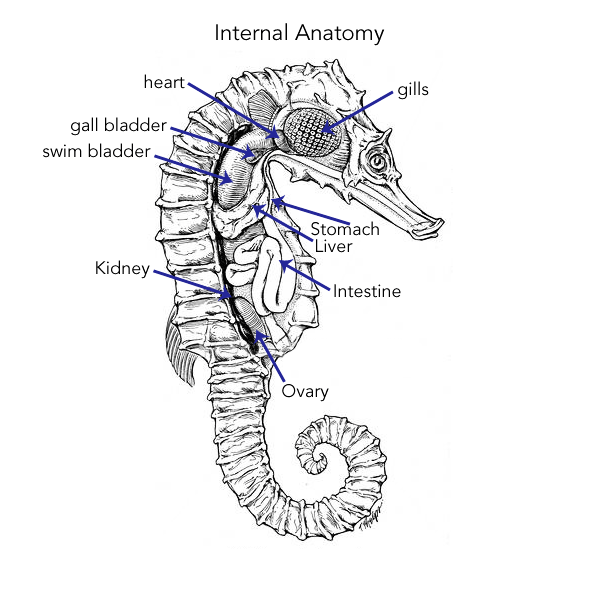 Digestive/Respiratory - The Lined Seahorse Resource